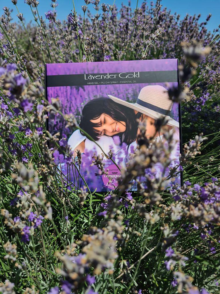 How is Lavender Oil produced? Lavender Gold in the fields