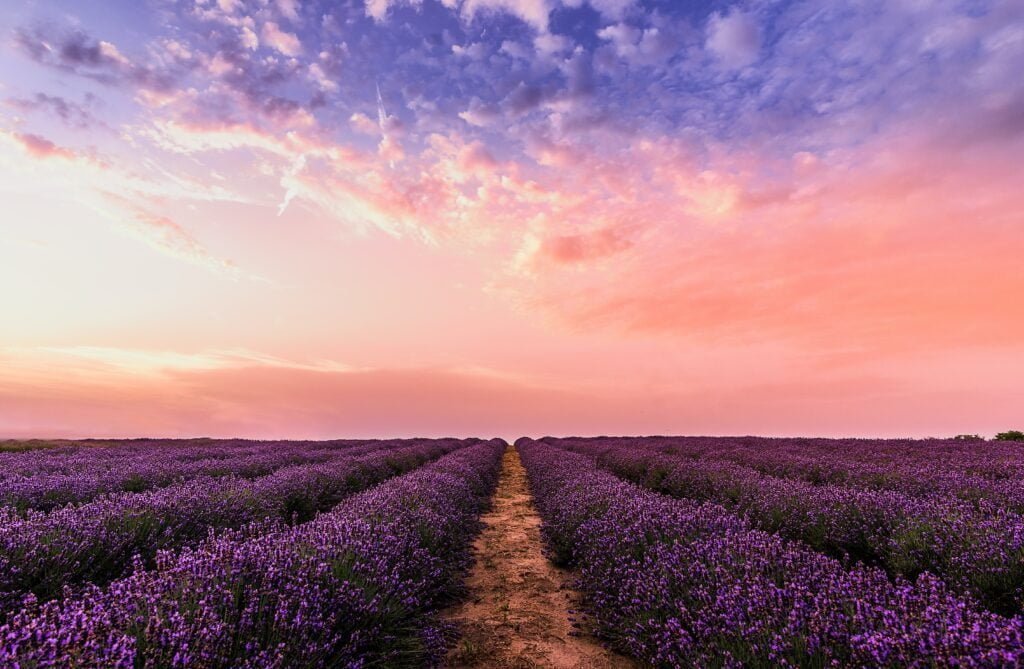 Lavender UK Lavender Fields