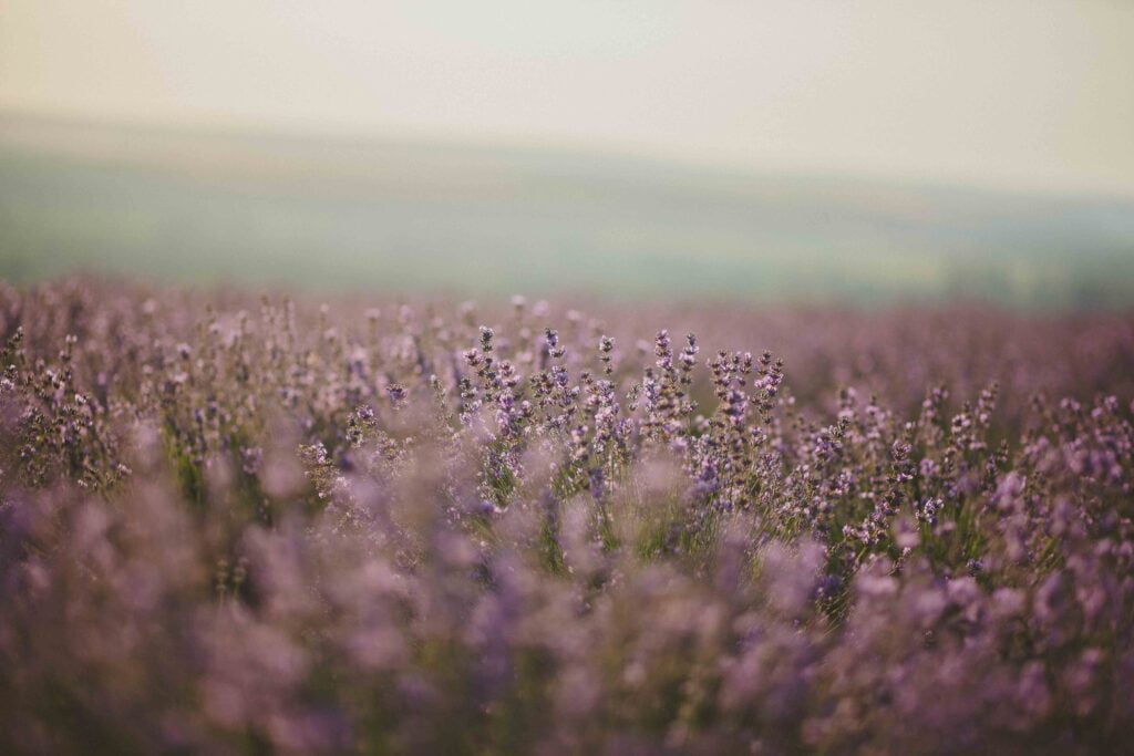 Lavender UK Lavender Field