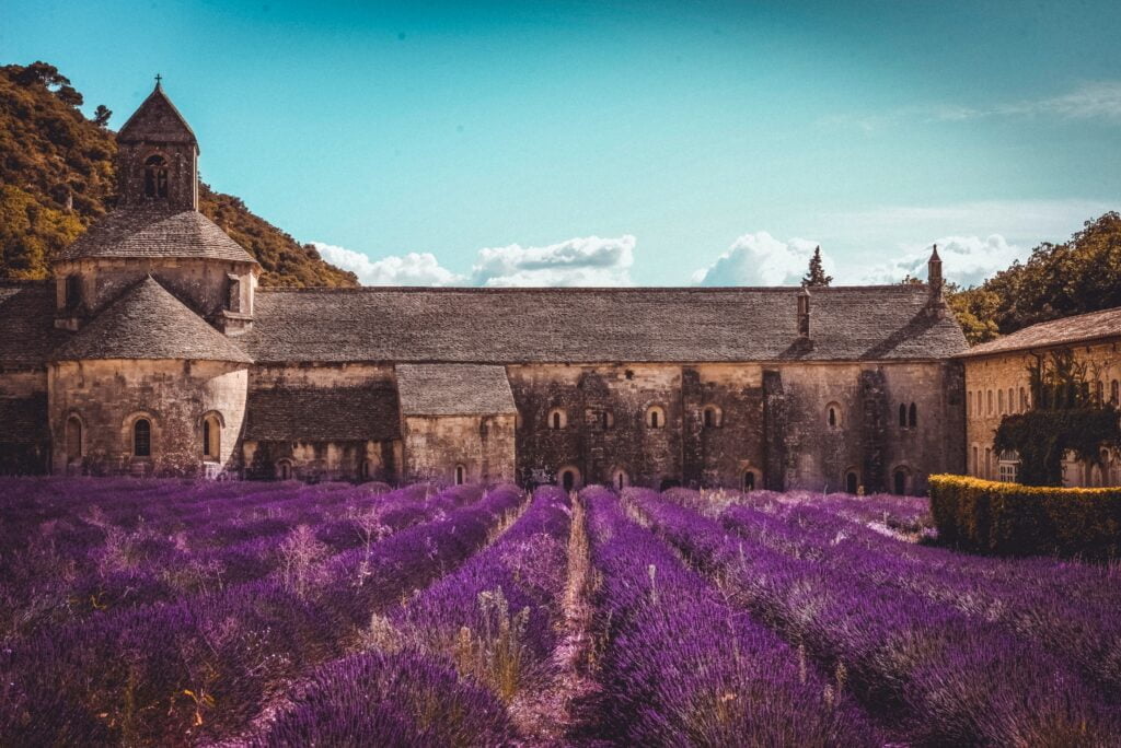 Lavender History throughout the centuries History of lavender