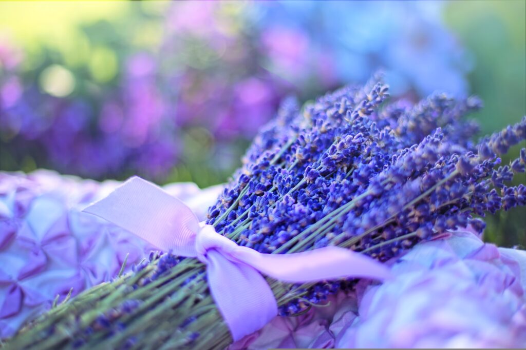 Lavender History throughout the centuries Lavender History