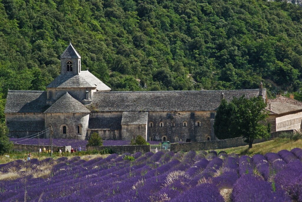 Lavender History throughout the centuries lavender history