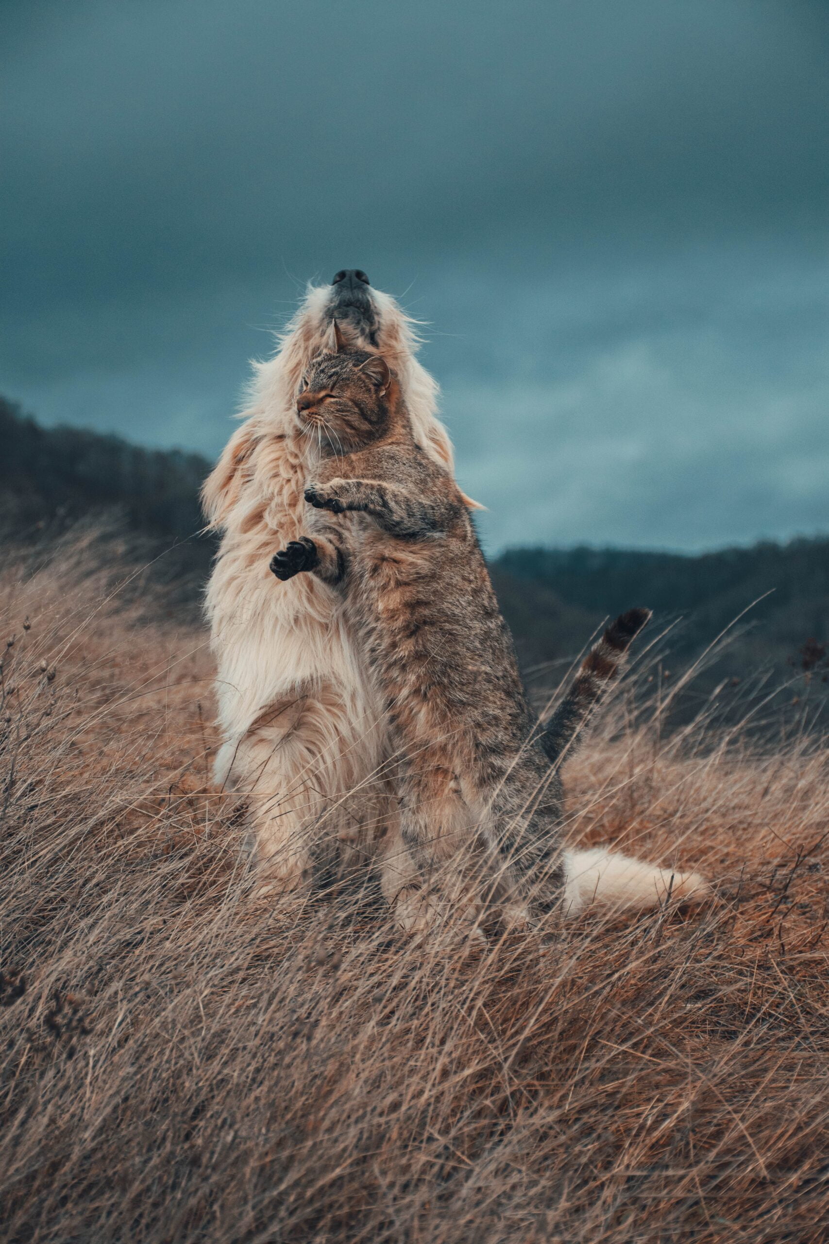 lavender for dogs and cats 1 scaled