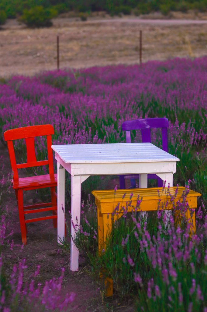 Lavender. How to grow: tips and tricks gardenind 1