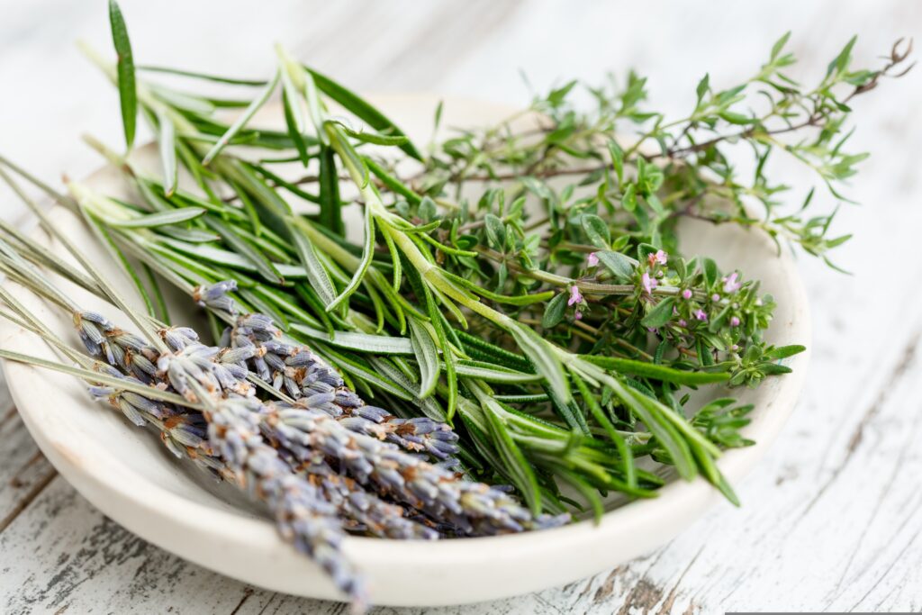 Cooking with lavender lavender blooming 1024x683 1